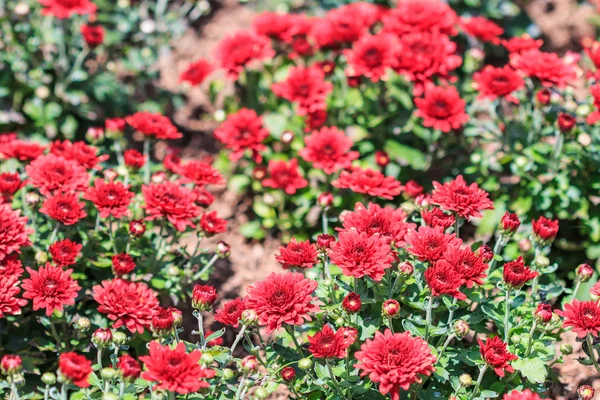 Red chrysanthemums — Stock Photo, Image