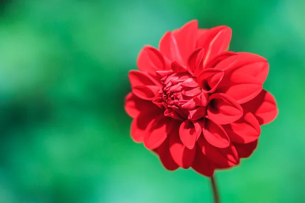 Dahlia röd blomma — Stockfoto