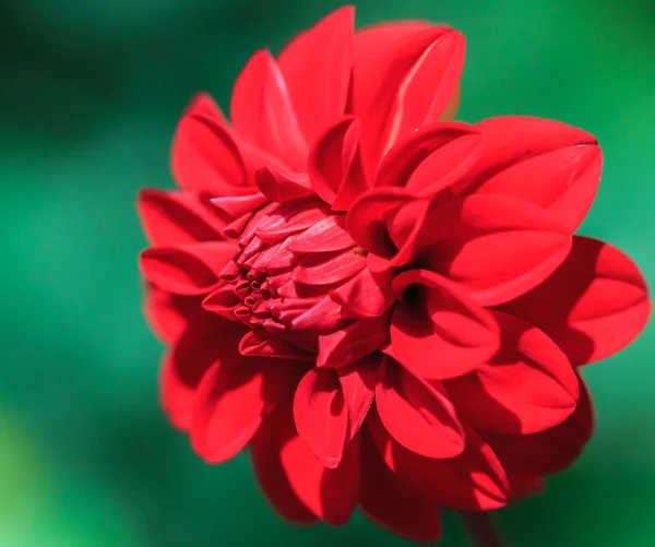 Dahlie rote Blume — Stockfoto