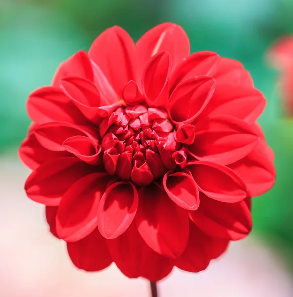 Dahlia rode bloem — Stockfoto