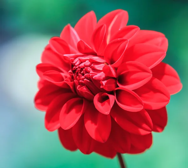 Красный цветок Далии — стоковое фото