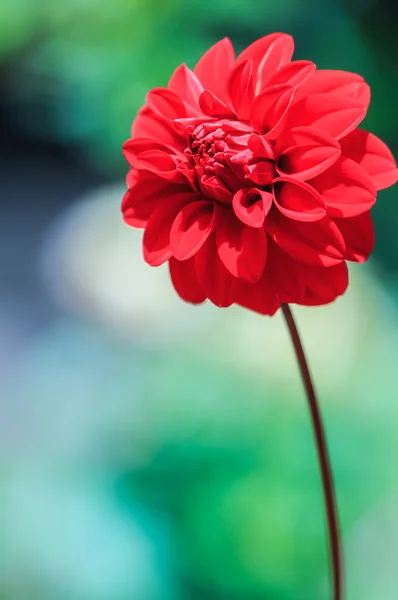 大丽花红色花 — 图库照片