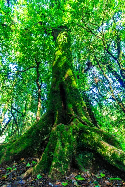 Árvores grandes na floresta primitiva — Fotografia de Stock