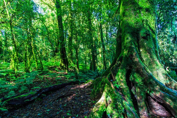Büyük ağaçlar ilkel orman — Stok fotoğraf