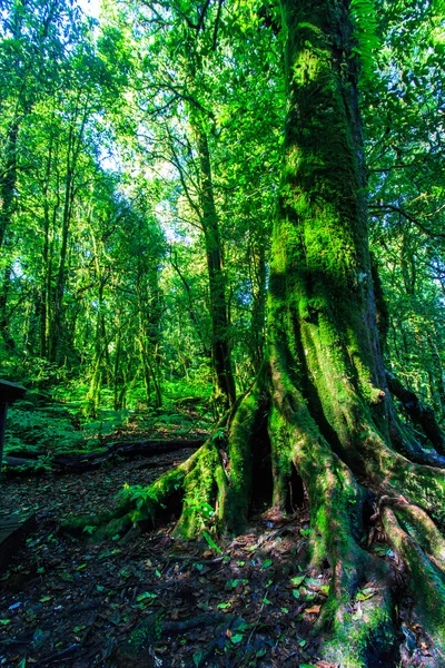 Big trees in primeval forest — Stock Photo, Image