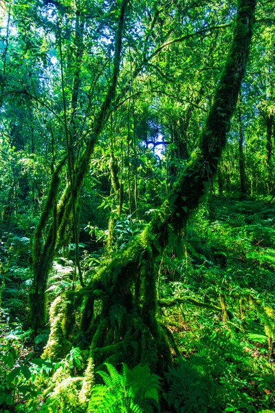 Grands arbres dans la forêt primitive — Photo