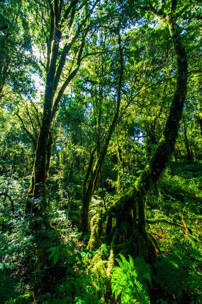 Grands arbres dans la forêt primitive — Photo