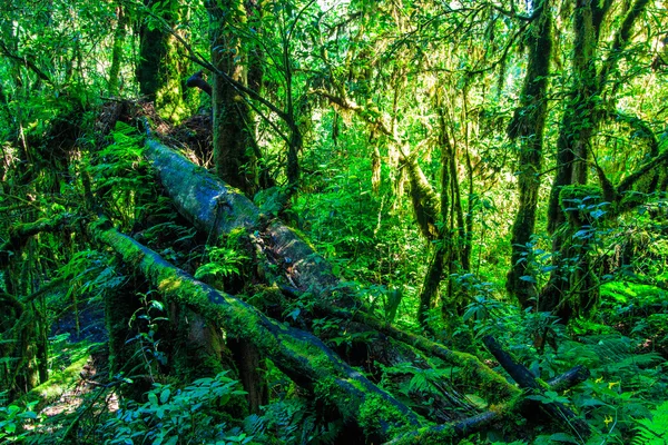 Grandes árboles en el bosque primitivo —  Fotos de Stock