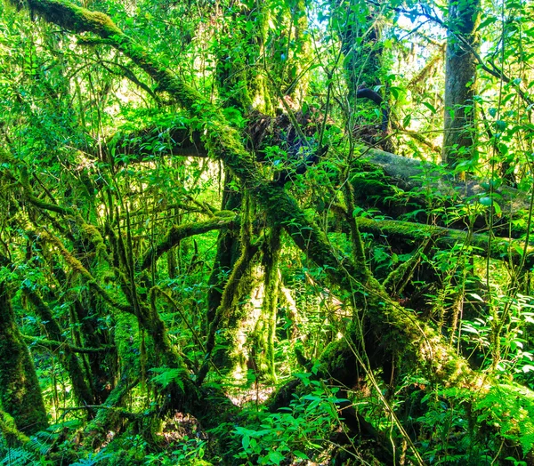 Große Bäume im Urwald — Stockfoto