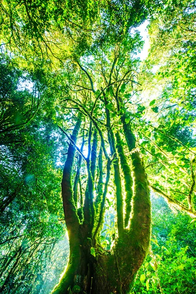 Grands arbres dans la forêt primitive — Photo