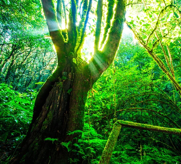 Big trees in primeval forest — Stock Photo, Image