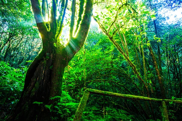 Grandes árboles en el bosque primitivo —  Fotos de Stock