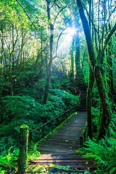 Passage dans la forêt primitive — Photo