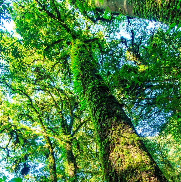 Grandes árboles en el bosque primitivo —  Fotos de Stock