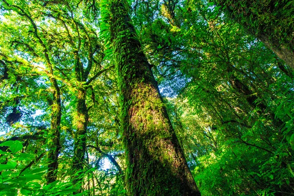 Árvores grandes na floresta primitiva — Fotografia de Stock