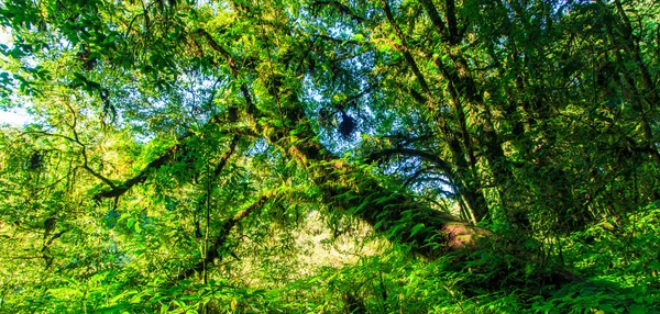 Grandes árboles en el bosque primitivo — Foto de Stock