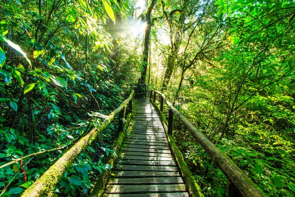 Passage in the primeval forest — Stock Photo, Image