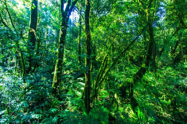 Grandes árboles en el bosque primitivo — Foto de Stock