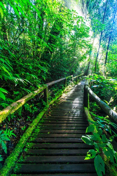 Passage in het oerwoud — Stockfoto