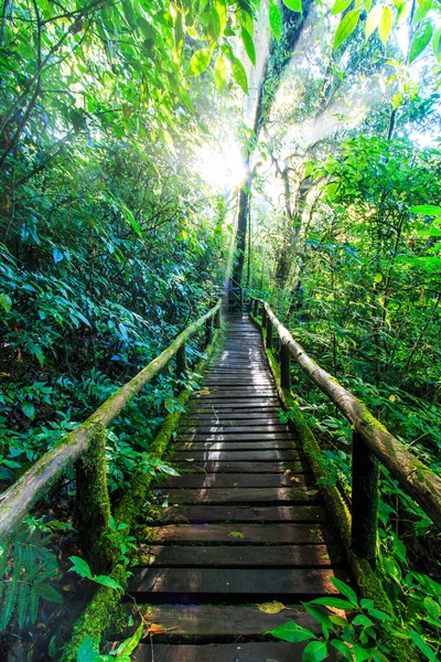 Passagem na floresta primitiva — Fotografia de Stock