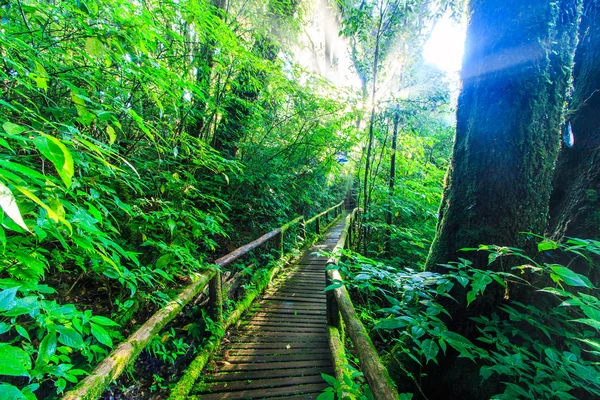 Passage in the primeval forest — Stock Photo, Image