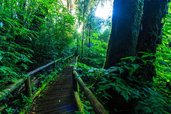 Passage in het oerwoud — Stockfoto