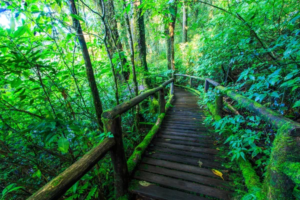 Passage in the primeval forest — Stock Photo, Image