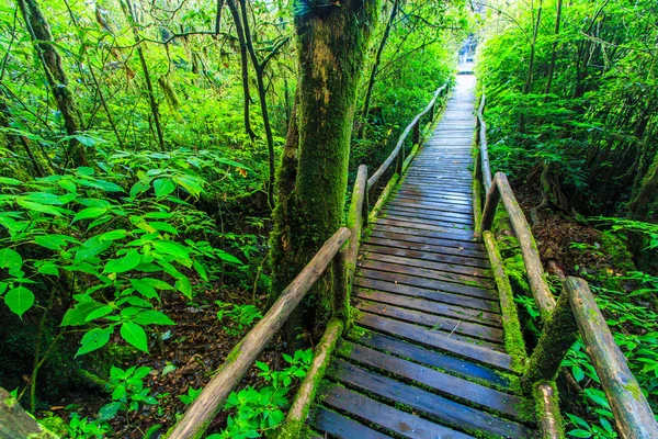 Passage in the primeval forest — Stock Photo, Image