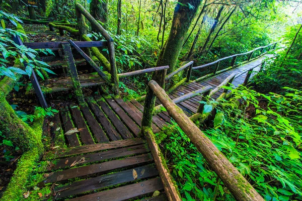 Passage im Urwald — Stockfoto