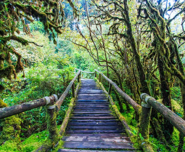 Passage i urskogen — Stockfoto