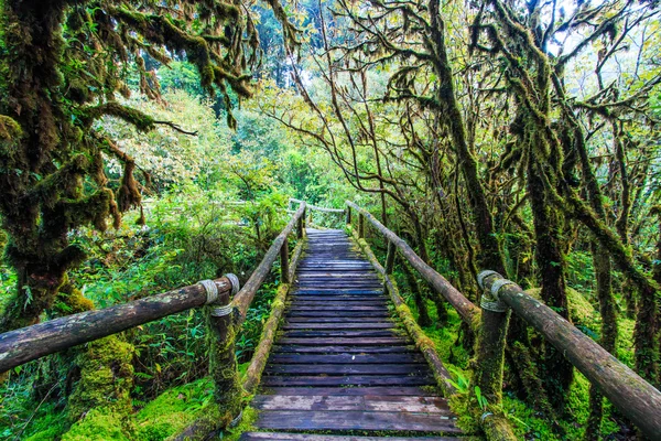 Passage i urskogen — Stockfoto