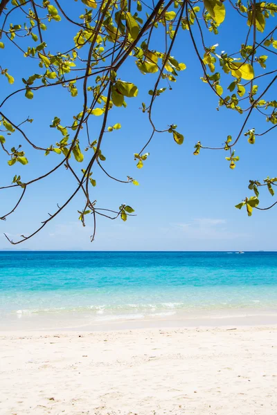 Spiaggia e sabbia tropicale — Foto Stock