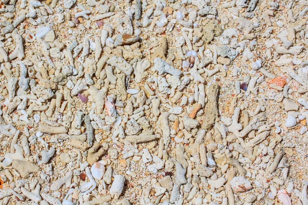 Muscheln, Muscheln, Korallen und Kieselsteine — Stockfoto