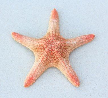Deniz yıldızı beyaz kum üzerinde