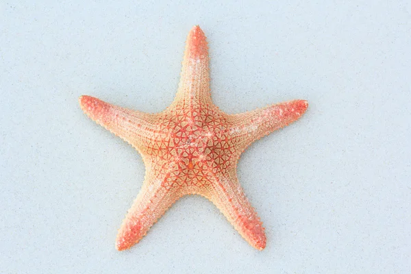 Starfish on white sand — Stock Photo, Image