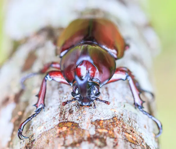 Rhinoceros Beetle on tree — Stock Photo, Image