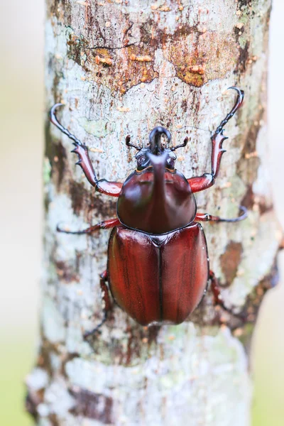 Rhinoceros Beetle on tree — Stock Photo, Image