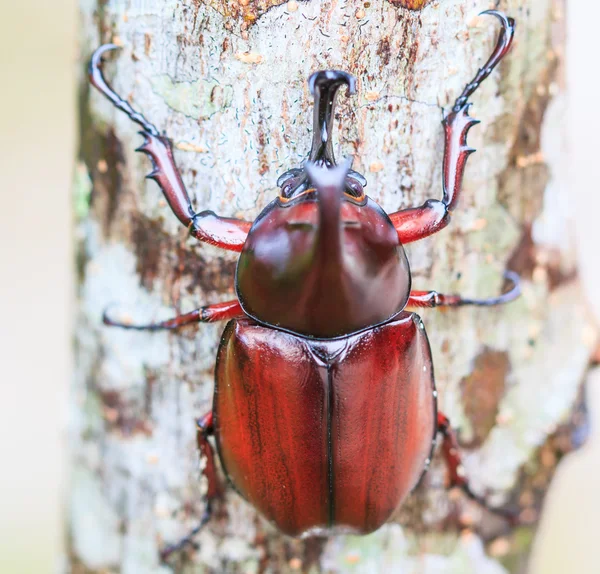 Rhinoceros Beetle on tree