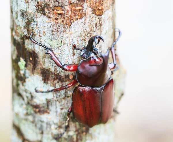 Rinoceronte Escarabajo en el árbol —  Fotos de Stock