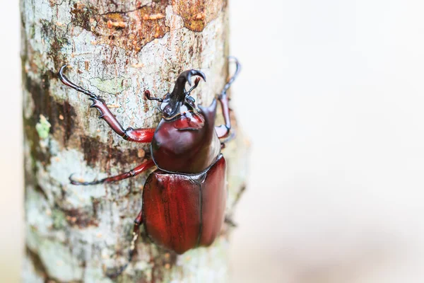 木にカブトムシ — ストック写真