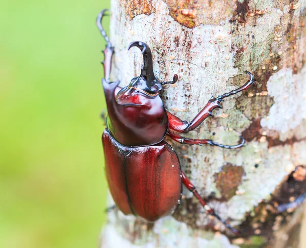 Gergedan böceği ağaç üzerinde — Stok fotoğraf