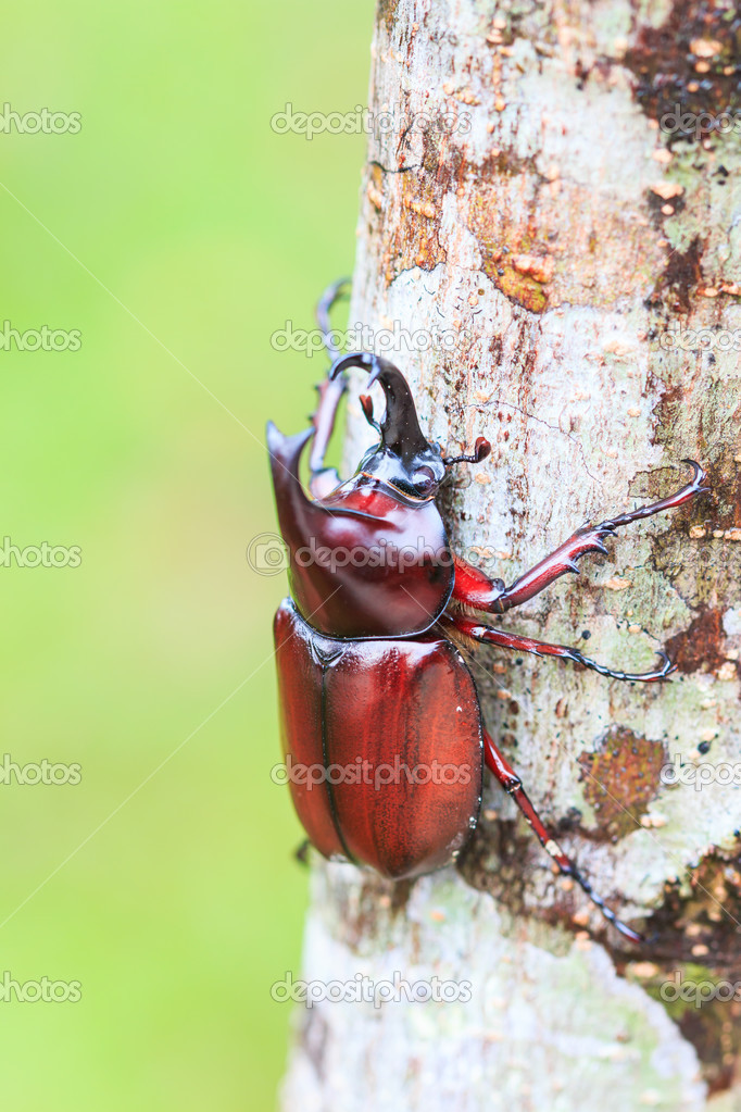 Rhinoceros Beetle on tree