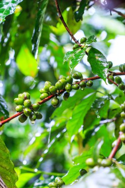 taze kahve çekirdekleri