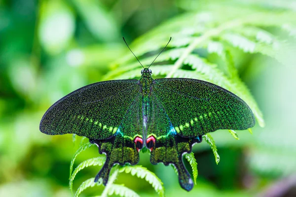 Farfalla verde con sfondo verde — Foto Stock