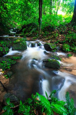 yağmur ormanlarında şelale