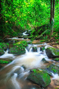 yağmur ormanlarında şelale
