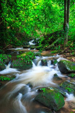 yağmur ormanlarında şelale