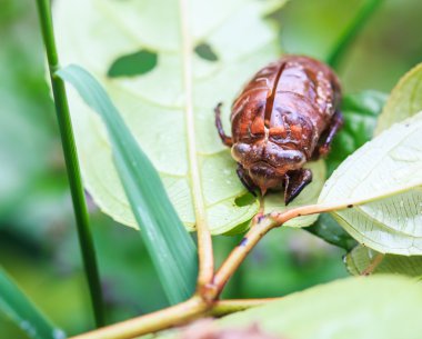 ağustosböceği tüy dökme