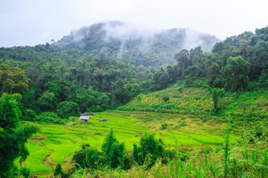 Yeşil teraslı pirinç alan
