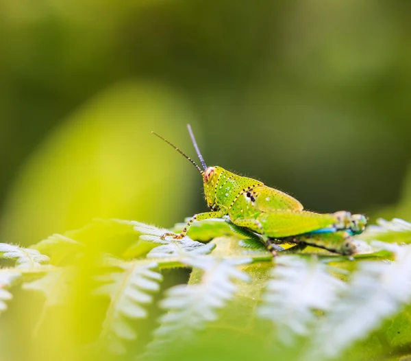 Saltamontes verdes —  Fotos de Stock